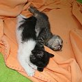 Koty do adopcji #AdopcjeZwierząt #DoAdopcji #dogo #kicie #kot #koty #miau #zwierzęta