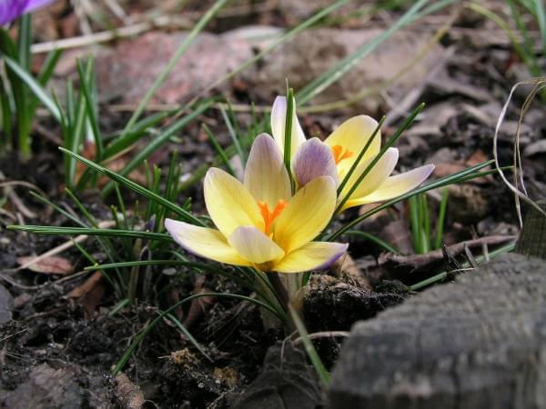 Crocus chrysanthus "Advance"