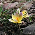 Crocus chrysanthus "Advance"