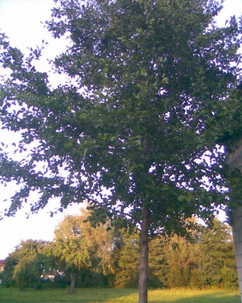 drzewo koło m. domu ;)