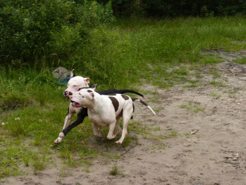 Lola i Benek, Kruczek, lipiec 2011