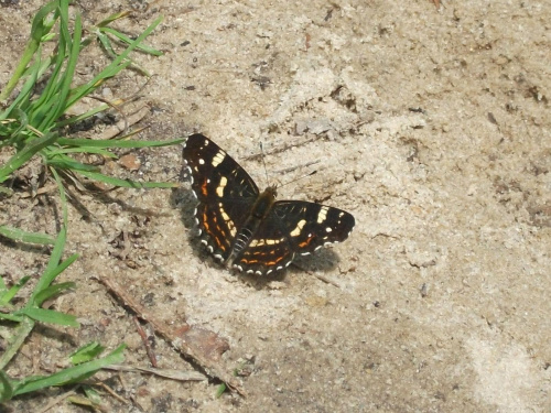 Rusałka kratkowiec (Araschnia levana)owad z rzędu motyli. Skrzydła o rozpiętości 28-34 mm, od spodu fioletowo-brunatne z biało-żółtą przepaską i siatkowanym deseniem. Wierzch skrzydeł jest ceglasto-czerwony z czarnym deseniem (forma wiosenna), czarny z...