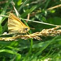 Karłątek leśny, karłątek ceglasty (Thymelicus sylvestris)gatunek motyla z rodziny powszelatkowatych (Hesperiidae). Występuje w Europie, Maroku i zachodniej Azji. Karłątek ceglasty jest motylem o pomarańczowych skrzydłach.