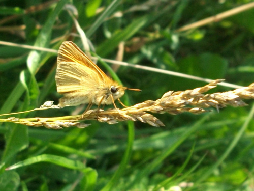 Karłątek leśny, karłątek ceglasty (Thymelicus sylvestris)gatunek motyla z rodziny powszelatkowatych (Hesperiidae). Występuje w Europie, Maroku i zachodniej Azji. Karłątek ceglasty jest motylem o pomarańczowych skrzydłach.