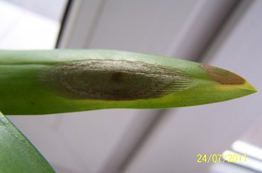 #kwiaty #oncidium #storczyk