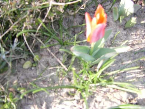 piękny czerwono -żółty tulipan