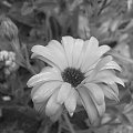 Nagietek w czarno białym wykonaniu #kwiat
