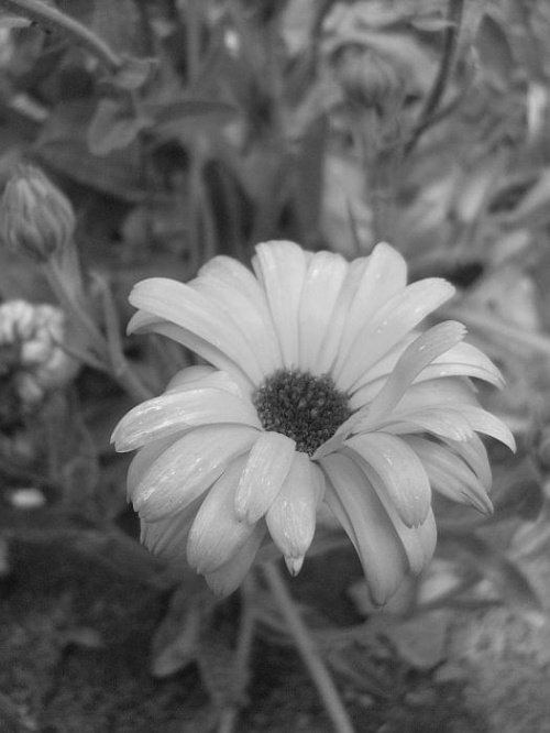Nagietek w czarno białym wykonaniu #kwiat