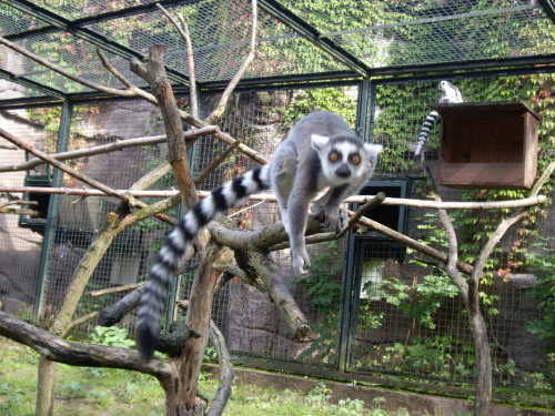 Lemur.