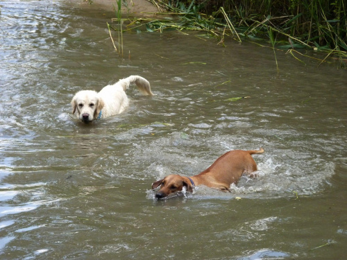 Brutus i Zoja, Choszczówka, lipiec 2011