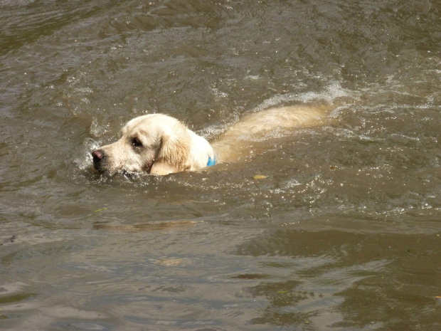 Brutus, Choszczówka, lipiec 2011