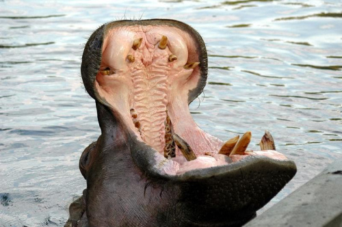 Paszcza #ZOO #hipopotam