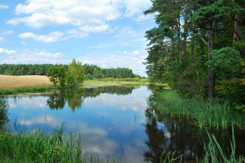 Leśny staw