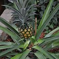 ananas