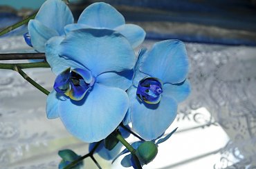 storczyk niebieski #kwiat #storczyk #niebieski