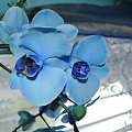 storczyk niebieski #kwiat #storczyk #niebieski