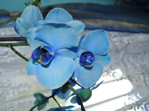 storczyk niebieski #kwiat #storczyk #niebieski